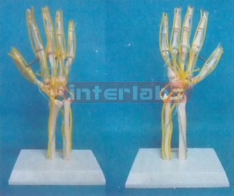 BIG ARM AND HUMERUS BONE MODEL WITH DEEP LAYER VEIN AND NERVES