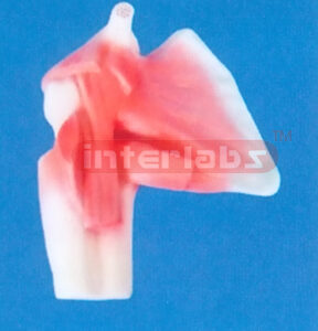 HUMAN DEEP MUSCLE OF LIMB