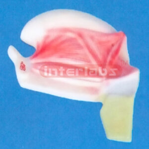TONGUE MUSCLE