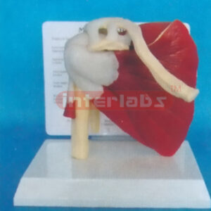 WEST-DESK TYPE HEALTH SHOULDER MODEL WITH DESCRIPTION