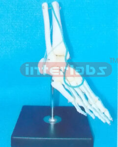 BIG ADULT HUMAN FOOT BONE WITH A PORTION OF THE TIBIA, FIBULA, VEIN FOR SUPERFICIAL OF SOLE