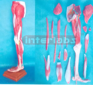 178 cm TALL MUSCLAR TORSO LEG MODEL