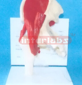 HUMAN MUSSCLED HIP JOINT MODEL