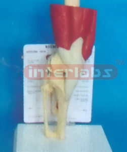 DESK TYPE RIGHT MUSCLE KNEE MODEL WITH DESCRIPTION PLATE
