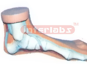 LIFE-FOOT, MIDDLE NORMAL