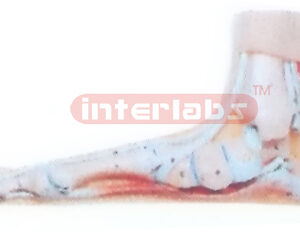EUR-TYPE, BIG FLAT FOOT ANATOMICAL MODEL