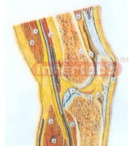 EXPANSION SECTION MODEL THROUGH THE KNEE JOINT