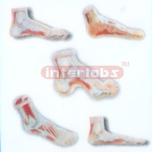 EUR-TYPE, HANGING FEET ANATOMICAL MODEL