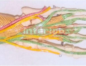 BIG ADULT HUMAN FOOT BONE WITH MUSCLES, ARTERY AND NERVE FOR MIDDLE LAYER OF SOLE