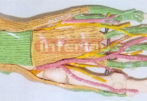 BIG ADULT HUMAN FOOT BONE WITH MUSCLES ARTERY & NERVE FOR SUPERFICIAL OF SOLE