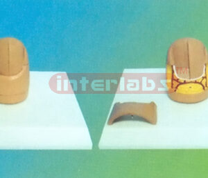 ENLARGED & ANATOMICAL FINGERNAIL ENLARGED APPROX. 10 TIMES MODEL SIZE 26CM X 18CM X 18 CM