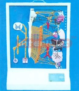 HUMAN AUTONOMIC NERVE ELECTRIC MODEL