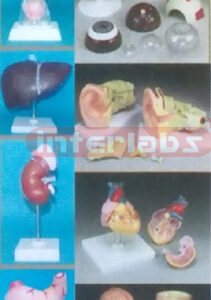 ELEMENTARY TEACHING MODELS (9 PCS / SET)