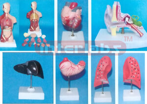 ELEMENTARY TEACHING MODELS (12 PCS / SET)