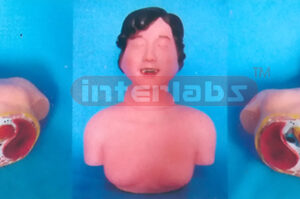 HALF BODY HEART AND LUNG ANABIOSIS