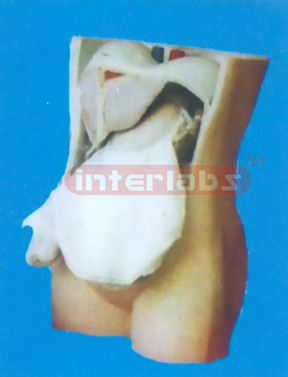 MODEL OF THE PERITONEUM AND INNER ORGANS