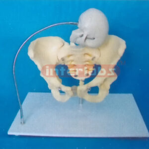 BIRTH DEMONSTRATION MODEL (A TYPE)