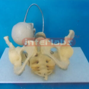 BIRTH DEMONSTRATION MODEL (B TYPE)