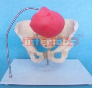 BIRTH DEMONSTRATION MODEL