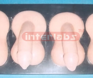 MALE NORMAL GENITAL ORGAN MODEL