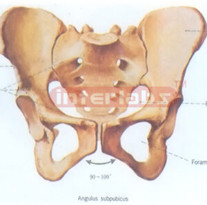 HUMAN FEMALE HEALTH PELVIS MODEL