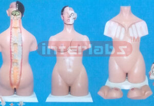 DELUXE BREAST TEACHINGEXAMINATION TORSO MODEL