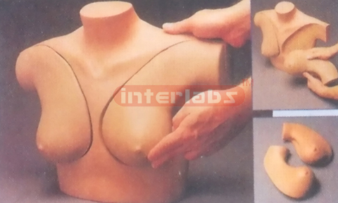 DELUXE BREAST SELF EXAMIMATION SIMULATOR
