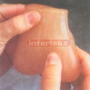 TESTICULAR SELF EXAMINATION MODEL