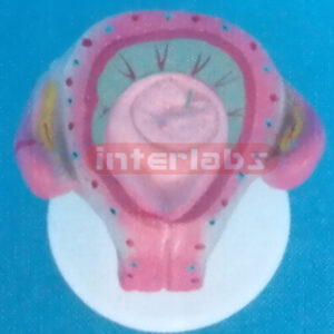 UTERUS WITH EMBRYO (1 MONTH)