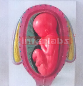 UTERUS WITH EMBRYO (7 MONTH)