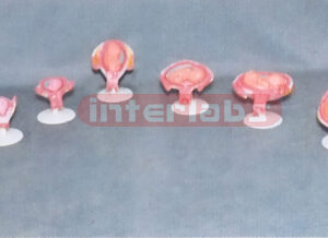 HUMAN PREGNANCY SERIES MODEL (9 PCS / SET)
