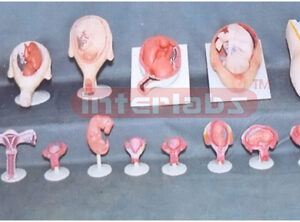 HUMAN PREGNANCY SERIES MODEL (16 PCS / SET)