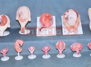 HUMAN PREGNANCY SERIES MODEL (15 PCS / SET)