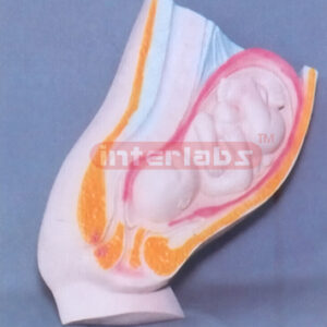 HUMAN MATERNITY WOMB MEATUS SPLAY MODEL