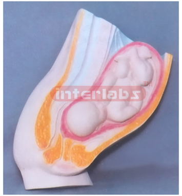 HUMAN MATERNITY WOMB MEATUS SANS SPLAY MODEL