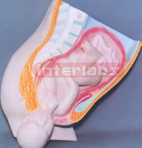HUMAN MATERNITY BIRTH PROCESS MODEL (B TYPE)