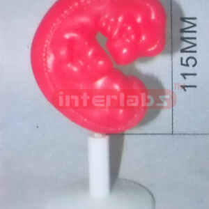 HUMAN PREGNANCY SERIES MODEL (1ST WEEK)