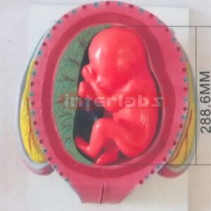 HUMAN PREGNANCY SERIES MODEL (6TH MONTH 28-34CM 600-700GM)