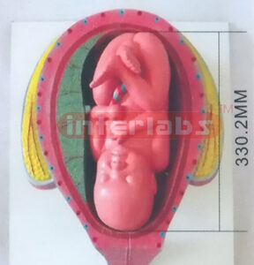 HUMAN PREGNANCY SERIES MODEL (9TH MONTH 45-46CM 2500GM)