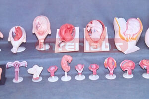 HUMAN PREGNANCY SERIES MODEL (91 PCS / SET)