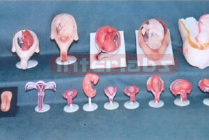 HUMAN PREGNANCY SERIES MODEL (17 PCS / SET)