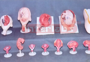 HUMAN PREGNANCY SERIES MODEL (15 PCS / SET)