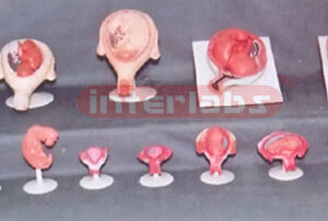 HUMAN PREGNANCY SERIES MODEL (14 PCS / SET)