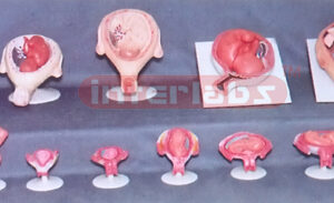 HUMAN PREGNANCY SERIES MODEL (13 PCS / SET)