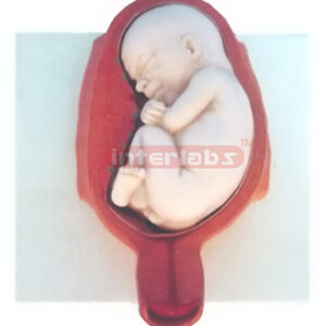 MODEL OF THE DEVELOPMENT COURSE OF HUMAN EMERYO (7 MONTH)