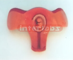 MODEL OF THE DEVELOPMENT COURSE OF HUMAN EMERYO (4 MONTH)