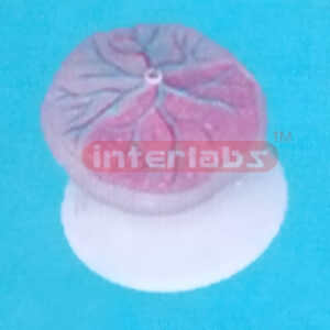 HUMAN PLACENTA MODEL