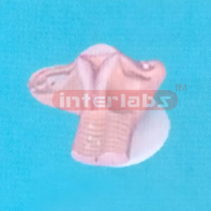 HUMAN FEMALE FECUNDATION PROCESS MODEL IN UTERUS WITH SOLID TYPE