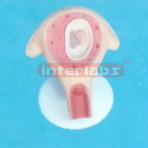 UTERUS WITH EMBRYO (2 MONTHS)