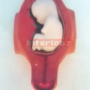 MODEL OF THE DEVELOPMENT COURSE OF HUMAN EMERYO (5 MONTH)